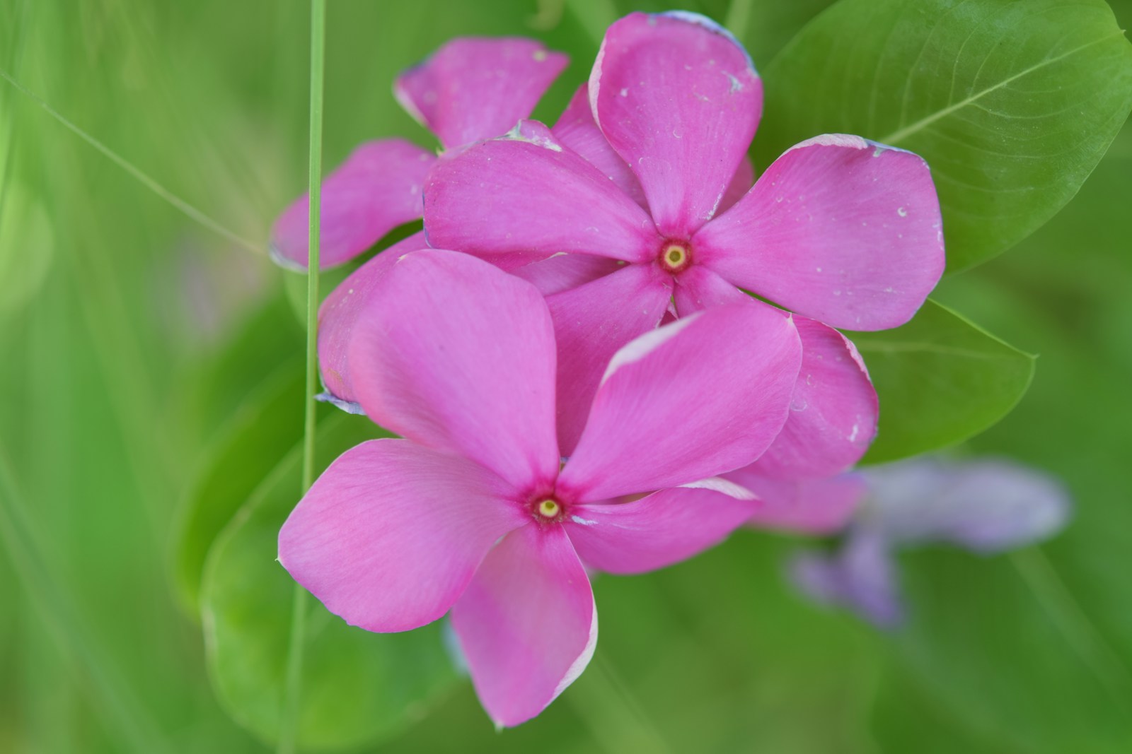 Close-up of bright pink annual vinca flowers with a yellow center