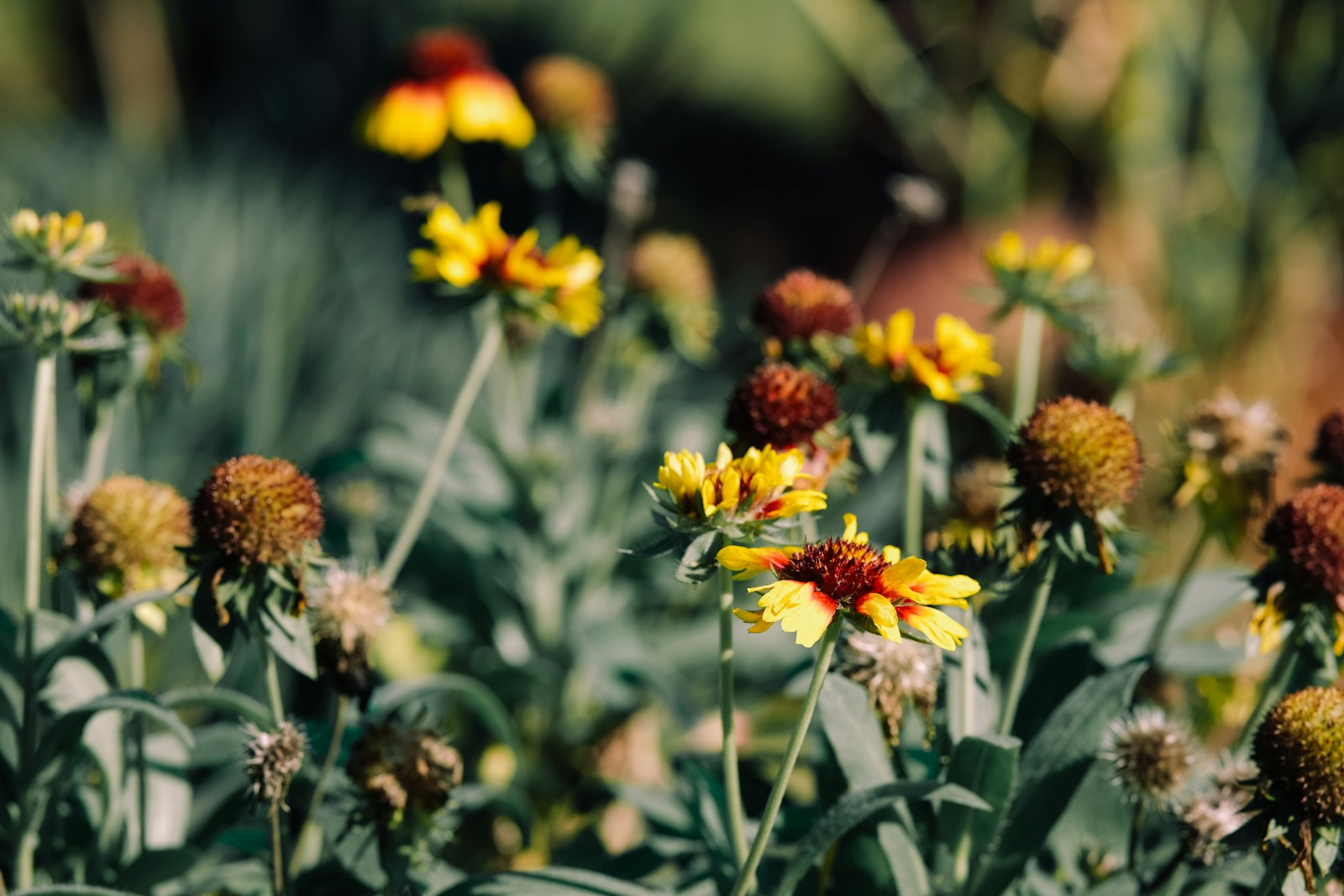 Clump of gaillardia with grey-green leaves, open flowers and faded seed heads
