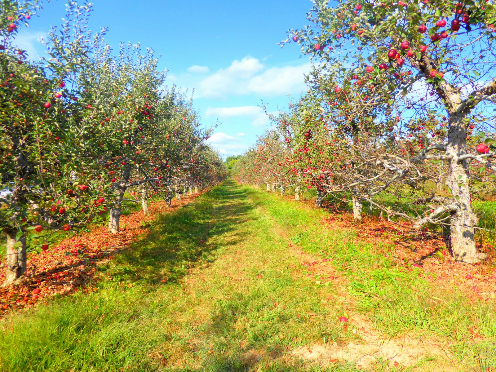 Grass path between rows of apple trees laden with red fruit