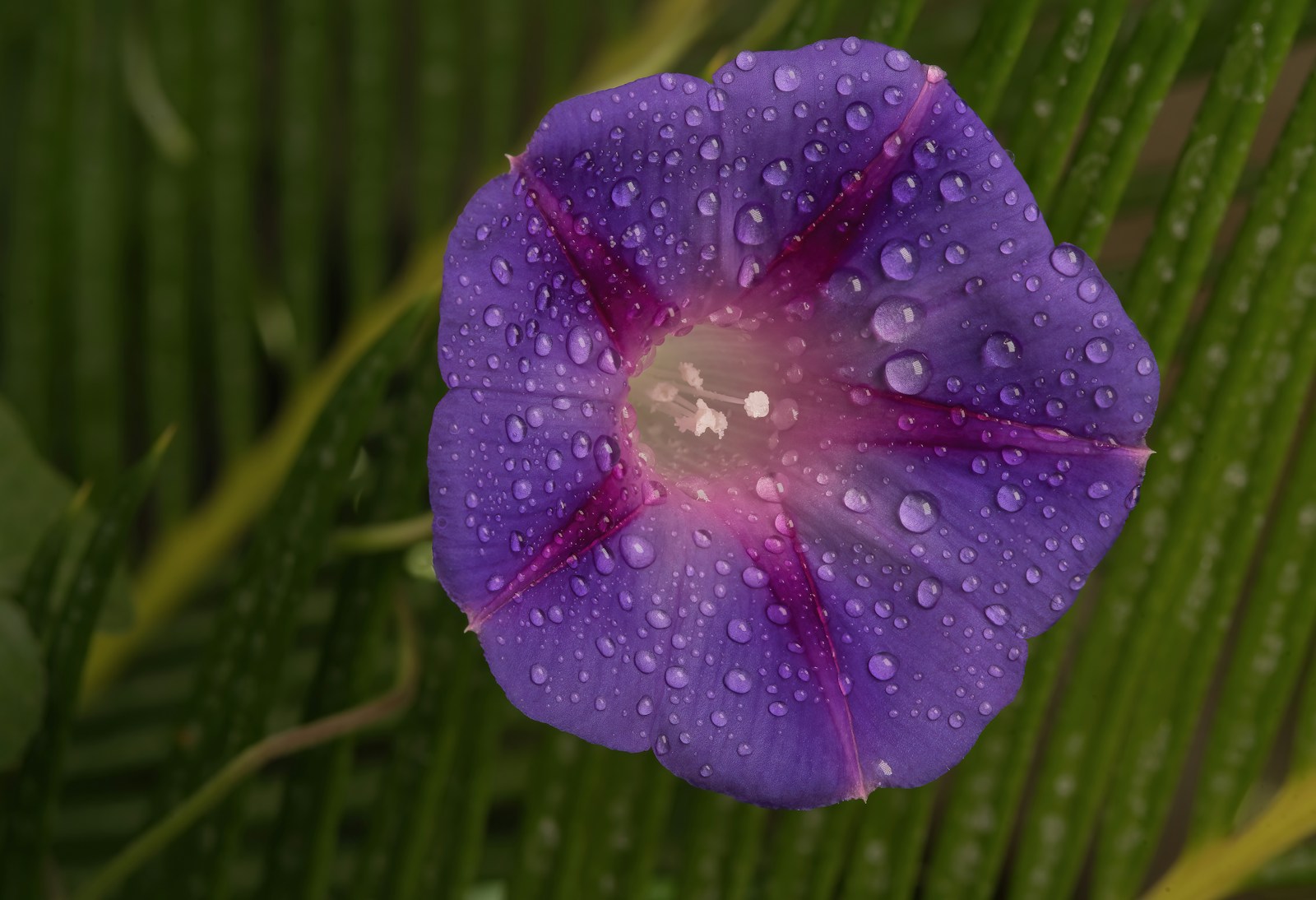 Purple common morning glory flower with magenta stripes and water droplets
