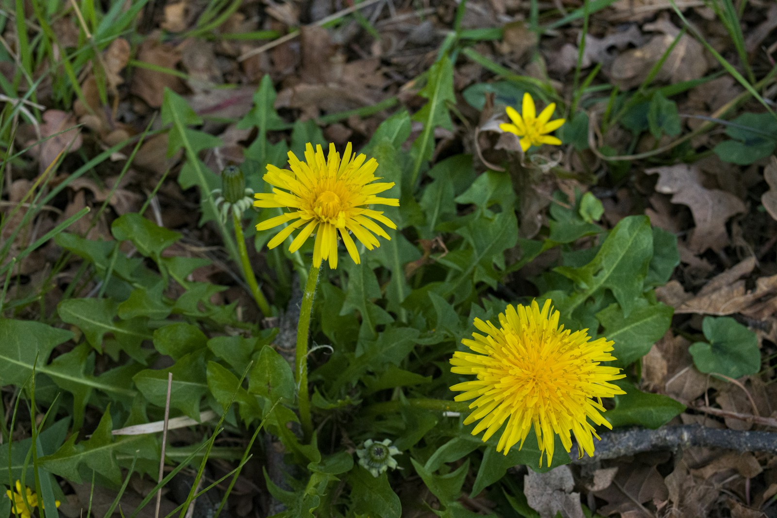 Two yellow dandelion flowers above toothed leaves among fallen leaves