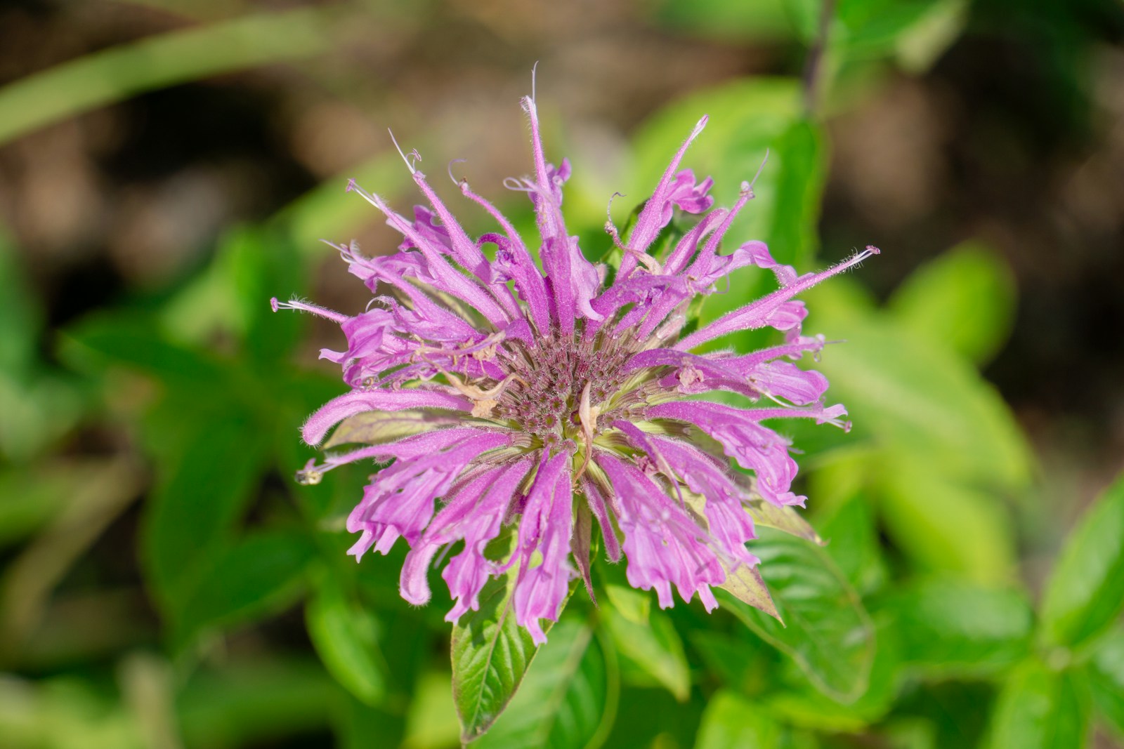 Close view of a pink bee balm flower head, a horsemint relative