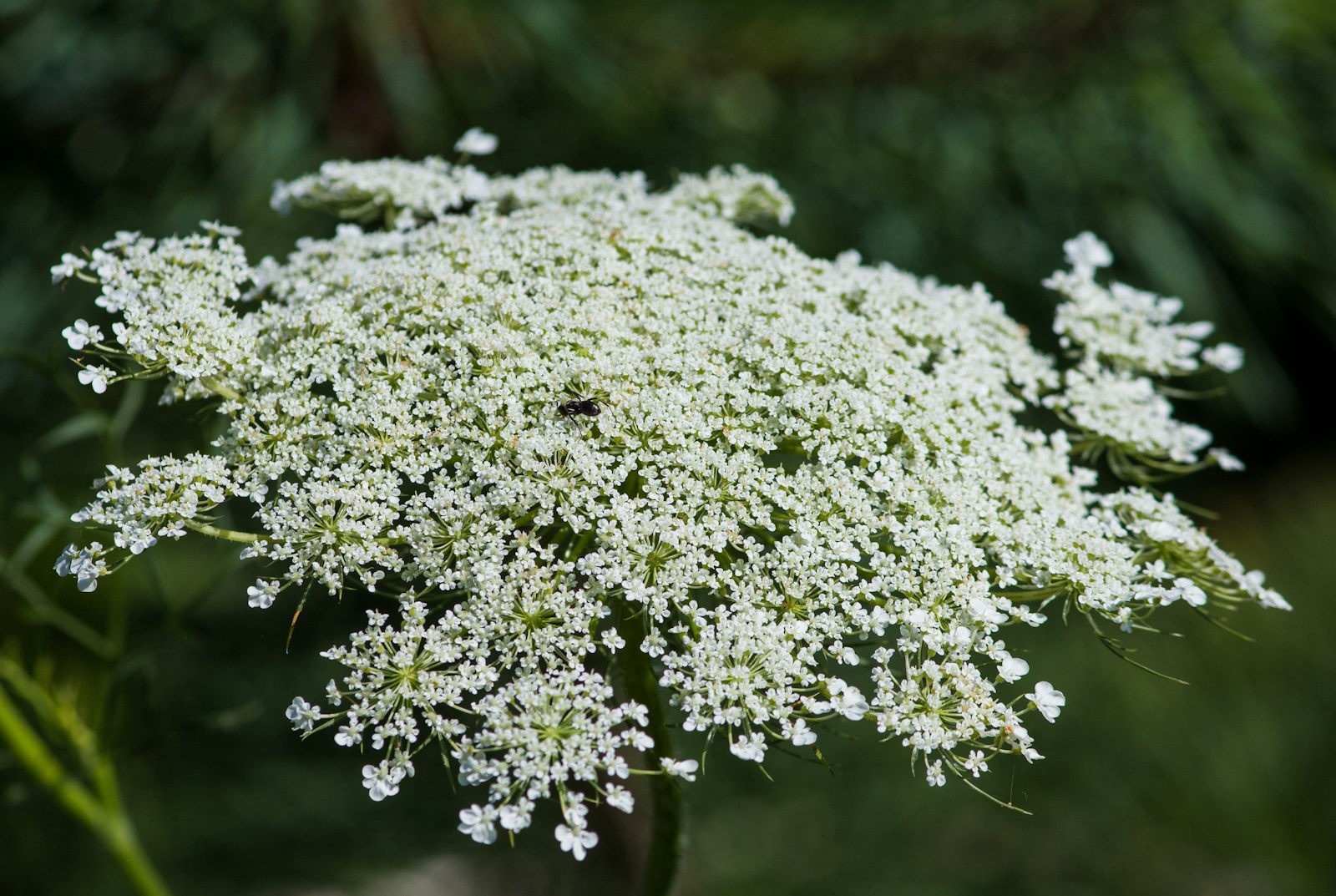 Flat white umbel of Queen Anne's lace made of many tiny flowers