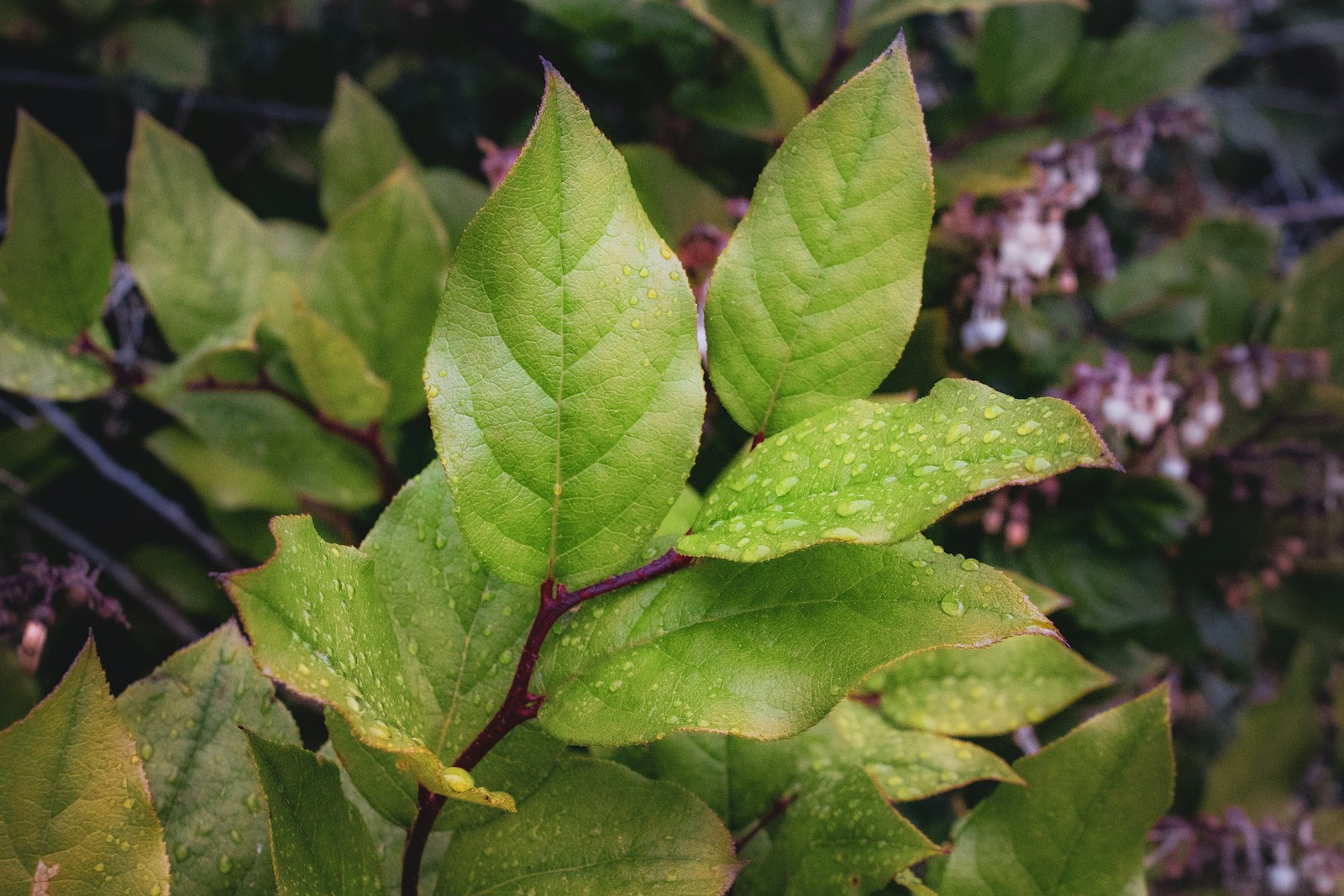 Salal, a taller western relative of wintergreen, with rain-wet leaves and bell flowers