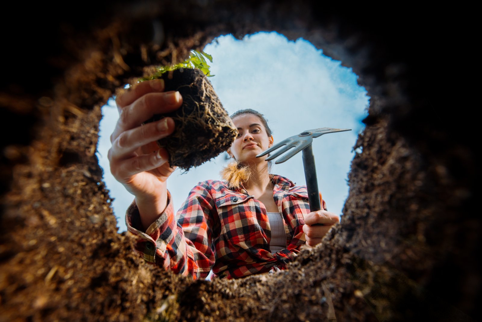 View from inside a planting hole as a gardener lowers a plant in