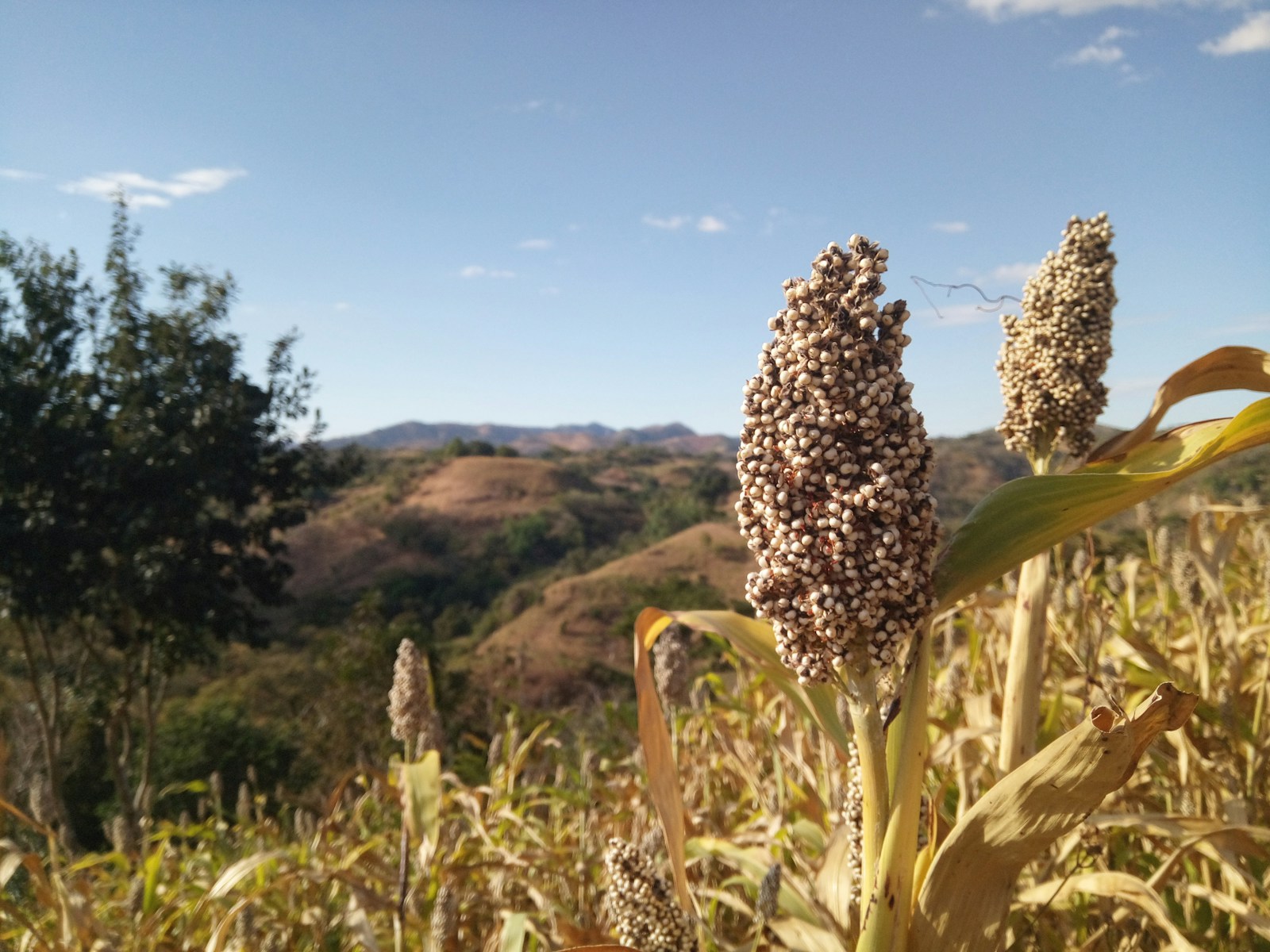 Pale ripe sorghum seed heads on dried stalks, hills behind