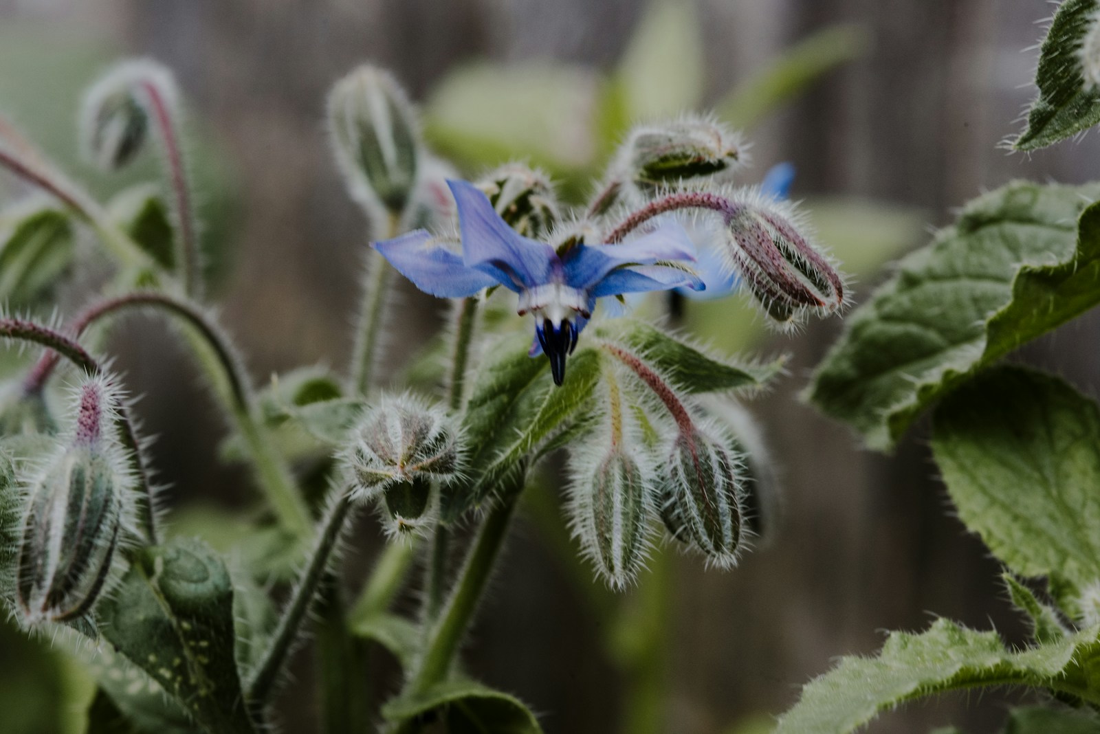 Single blue borage flower among bristly buds and broad hairy leaves