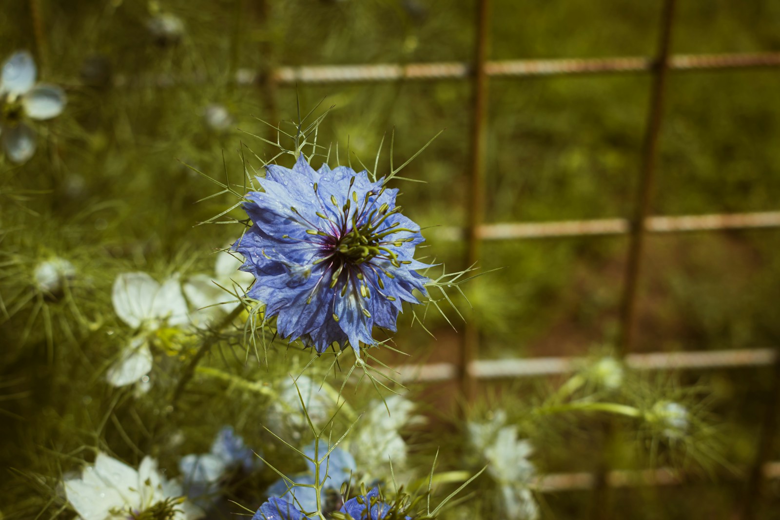 A blue love-in-a-mist flower beside white blooms and a rusty metal garden grid