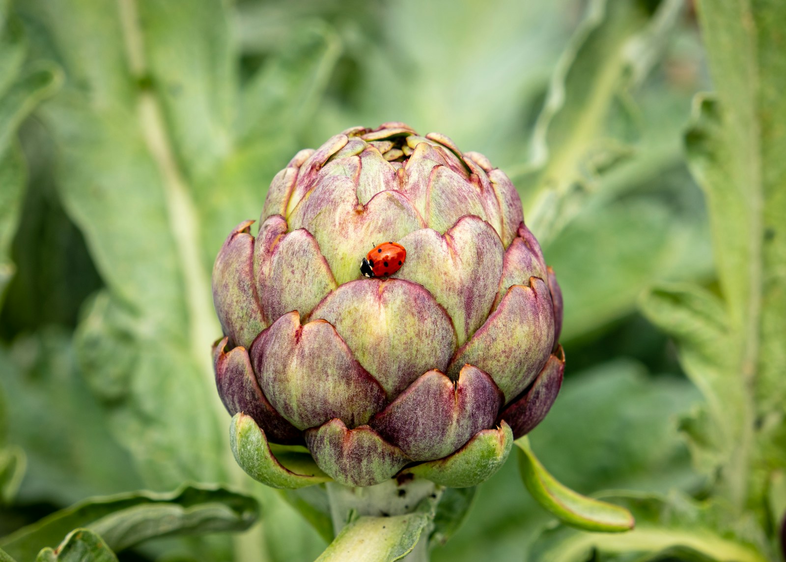 Ladybird resting on a purple-tinged artichoke bud in the garden