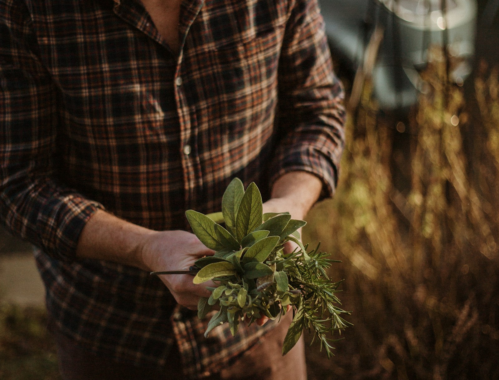 Gardener holding scissors and a freshly cut bunch of sage and rosemary