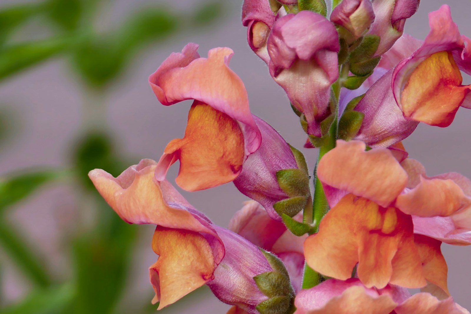 Close-up of pink and orange snapdragon flowers with closed lipped mouths