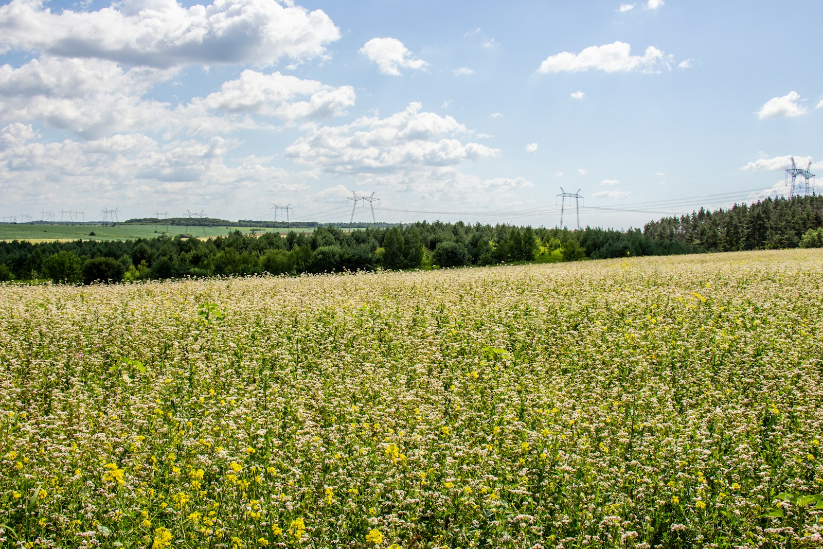 Wide field of flowering buckwheat with a few yellow weeds mixed in