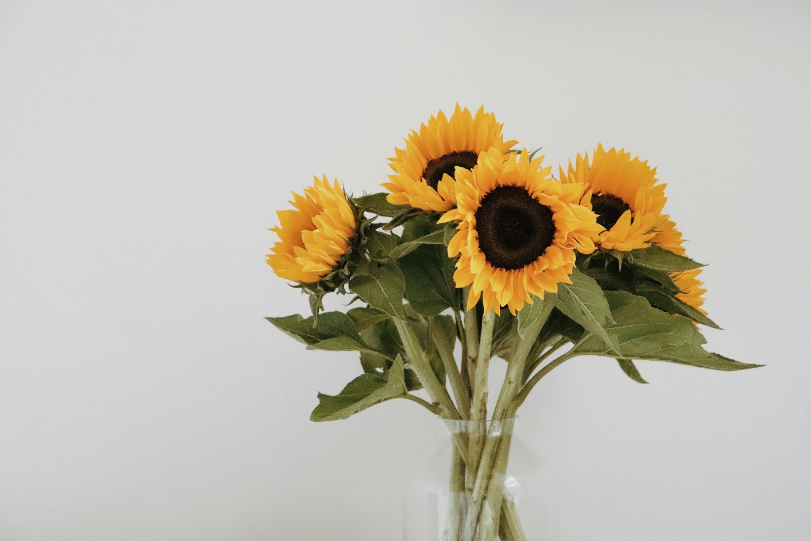 Five cut sunflowers with leaves arranged in a clear glass vase