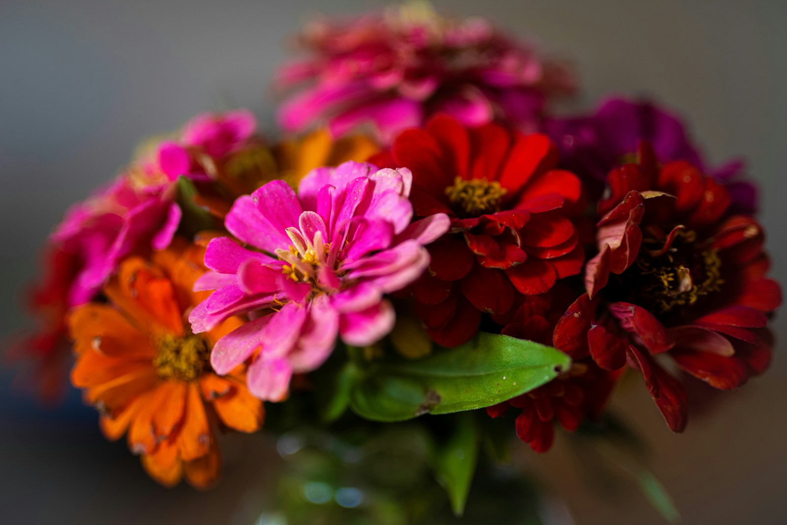 Bouquet of cut pink, orange and red zinnias in a glass jar
