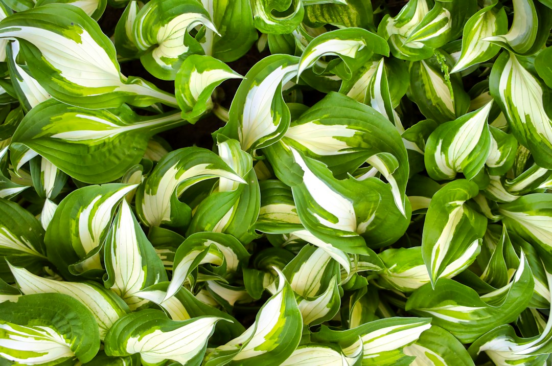 Cluster of hosta leaves with white centers and green margins, curling at the tips
