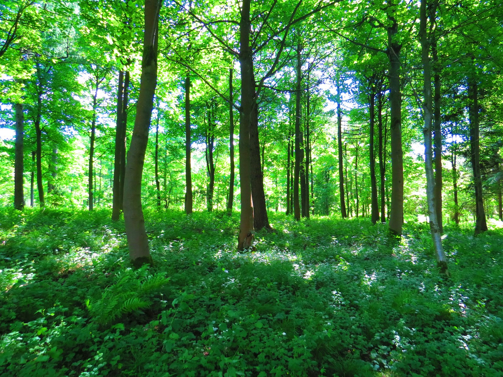 Sunlit deciduous woodland with a green ground layer, the natural home of mayapple