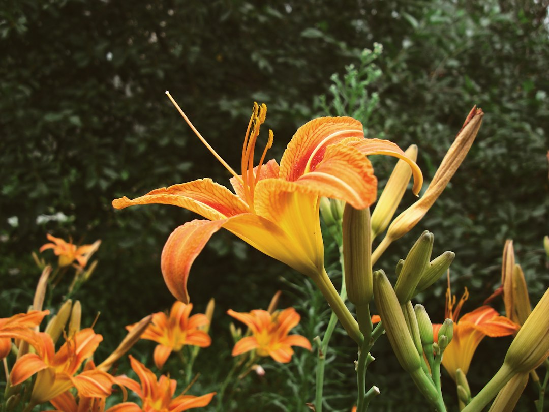 A single open orange daylily flower with several unopened buds along its stem