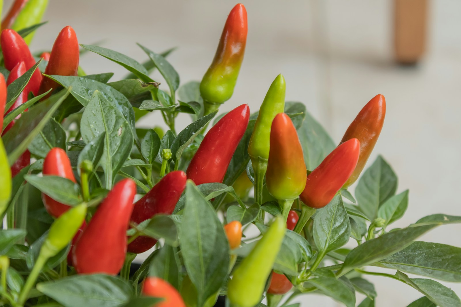 Compact potted chili plant with upright red and green pods