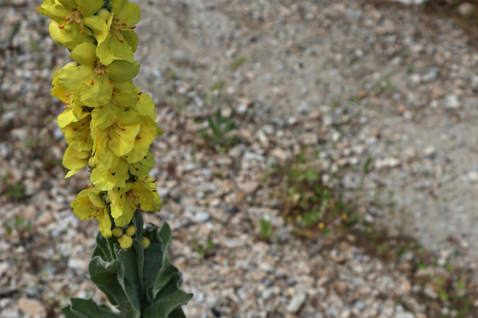 Yellow mullein flower spike with woolly gray leaves above dry gravelly ground