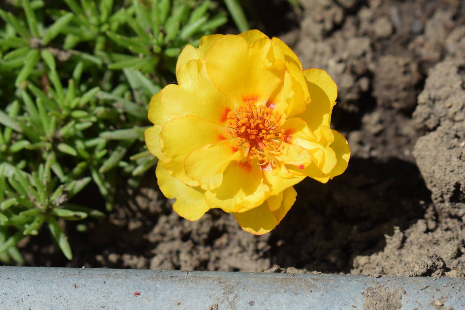 Double yellow moss rose flower with orange centre beside bare soil