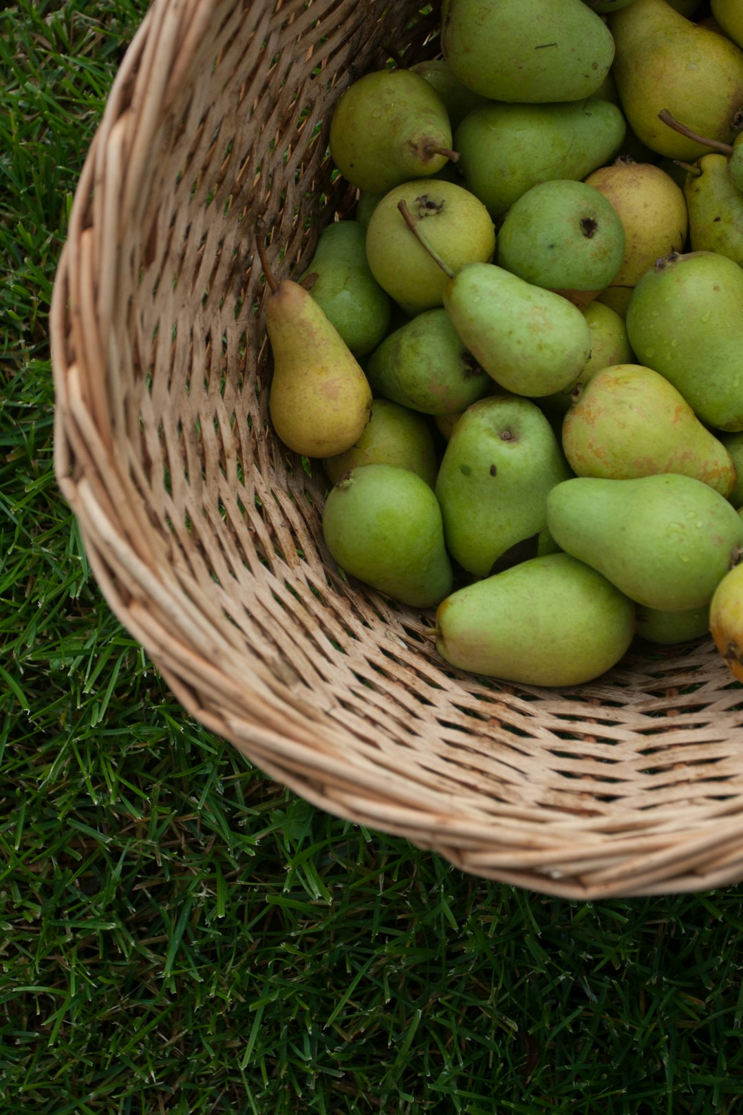 A wicker basket full of freshly picked green and yellow pears sitting on grass