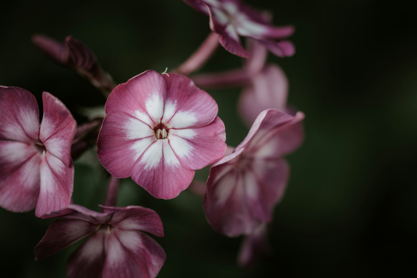 Close-up of pink garden phlox flowers with white star-shaped centers