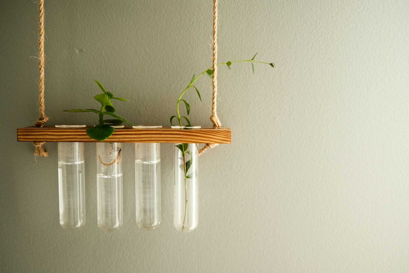 Stem cuttings rooting in water-filled glass tubes on a hanging wooden rack