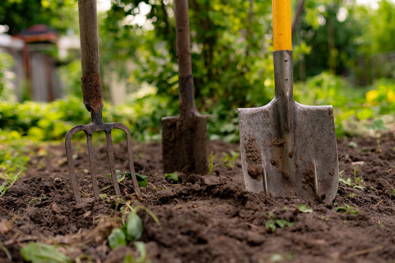 A garden fork and two spades standing in freshly dug soil