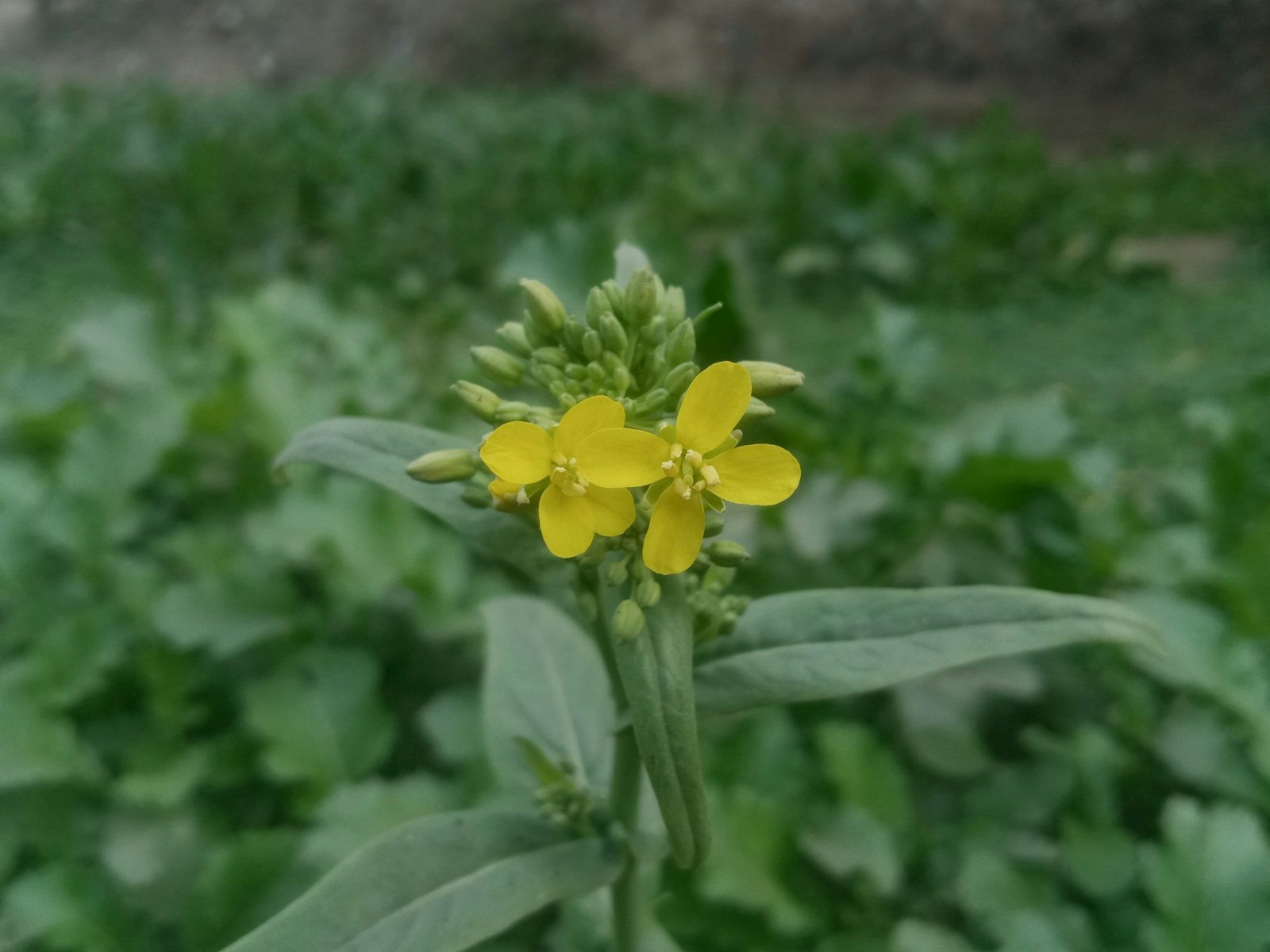 Yellow four-petalled turnip flowers opening on a bolted flower stalk