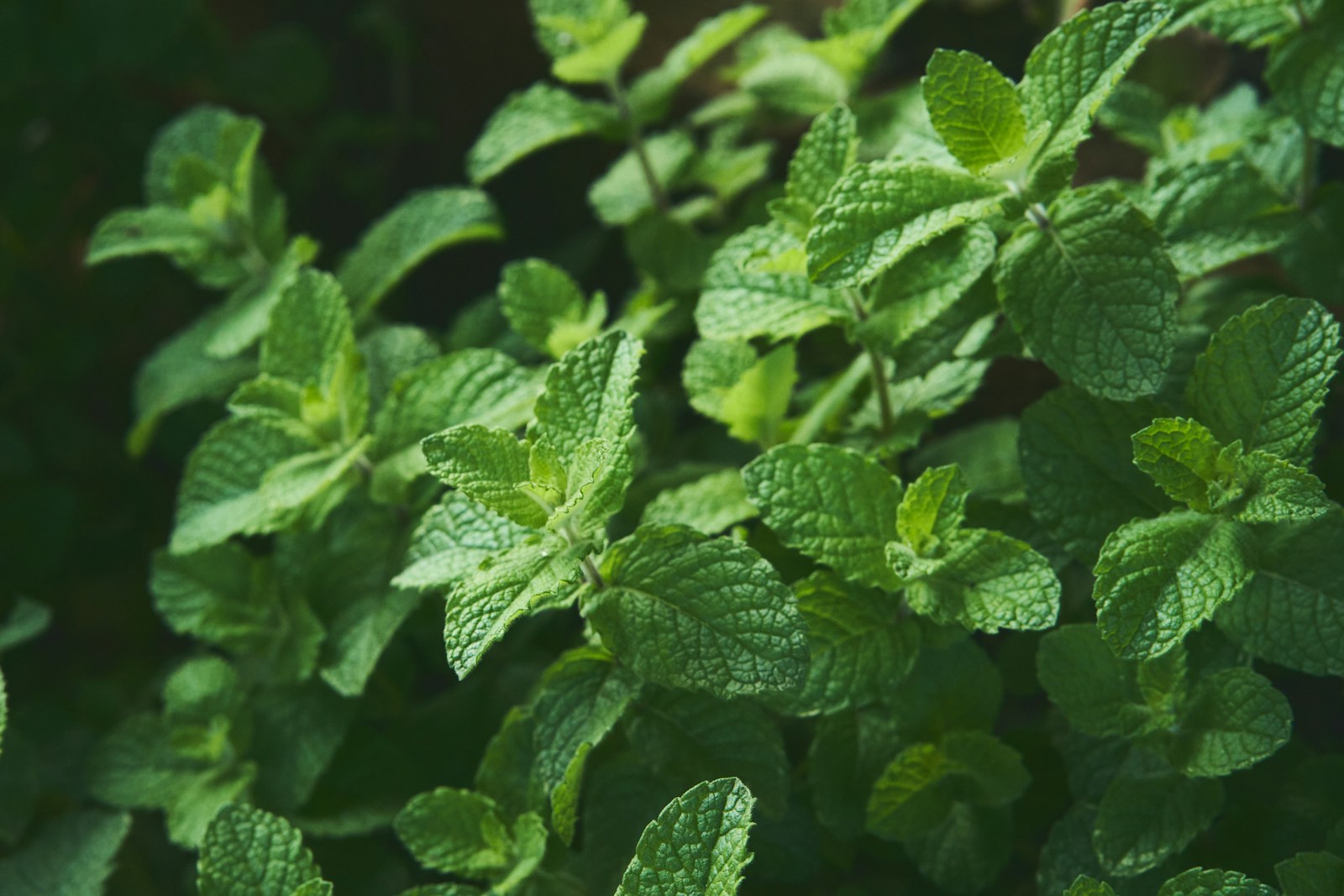 Close view of fresh mint leaves showing toothed edges and deep veins