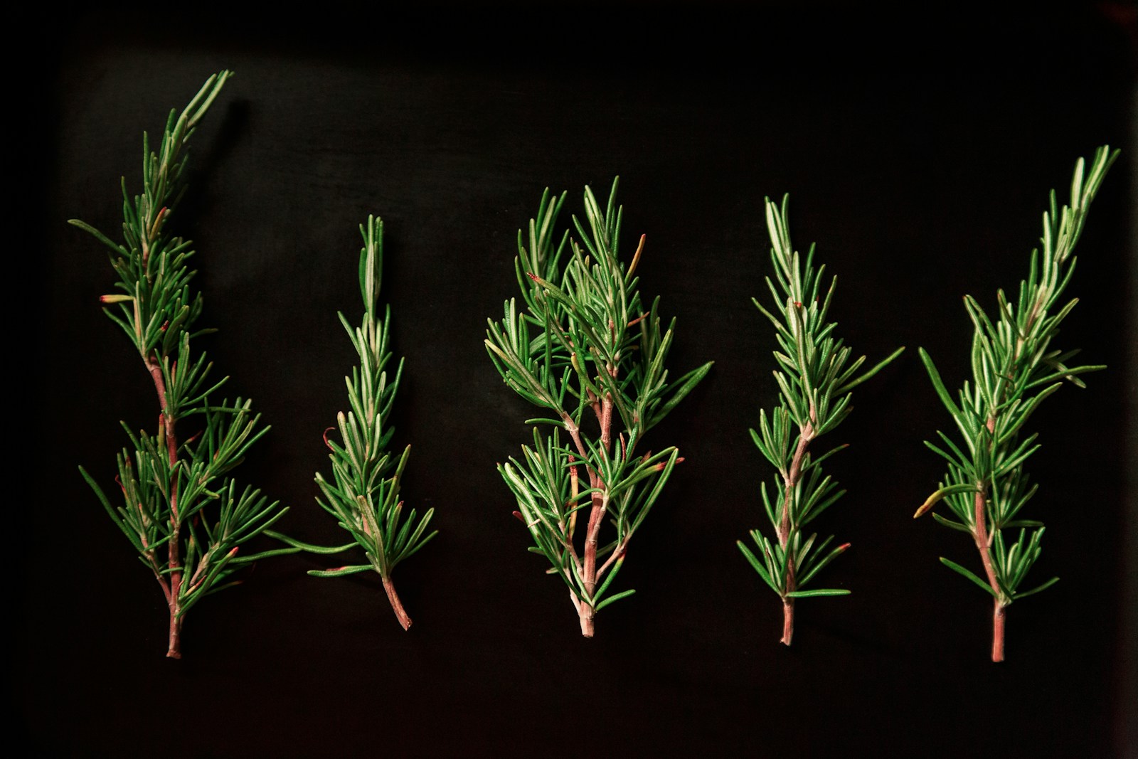 Five freshly cut rosemary sprigs laid out on a black surface