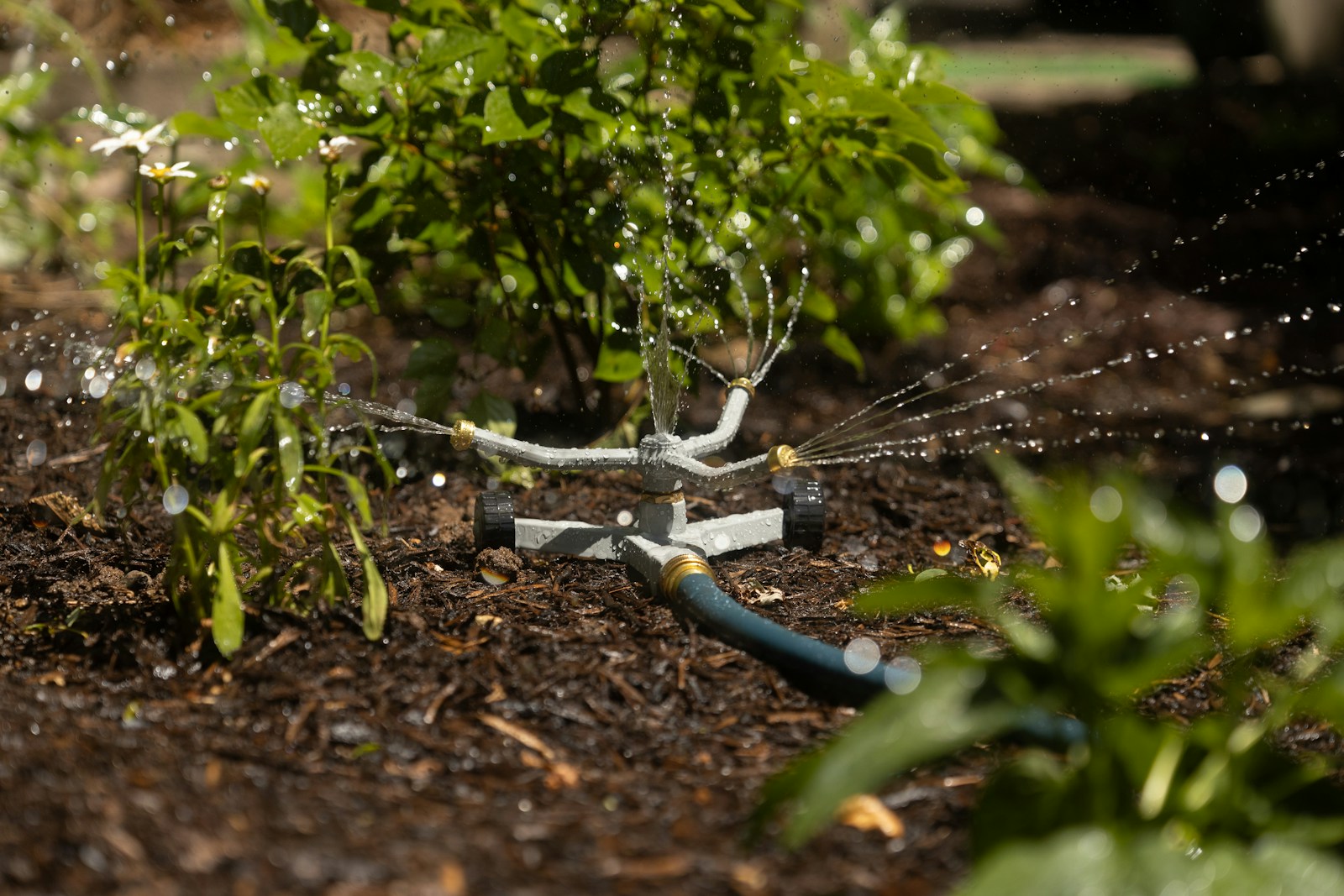 Sprinkler watering shrubs in a garden bed covered with bark mulch