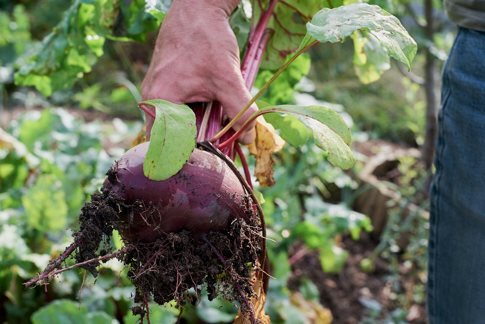 Hand holding a freshly pulled beet with soil clinging to its roots