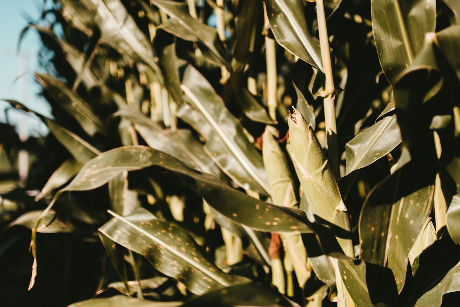 Mid-season corn stalks with a husk-wrapped ear forming among the leaves