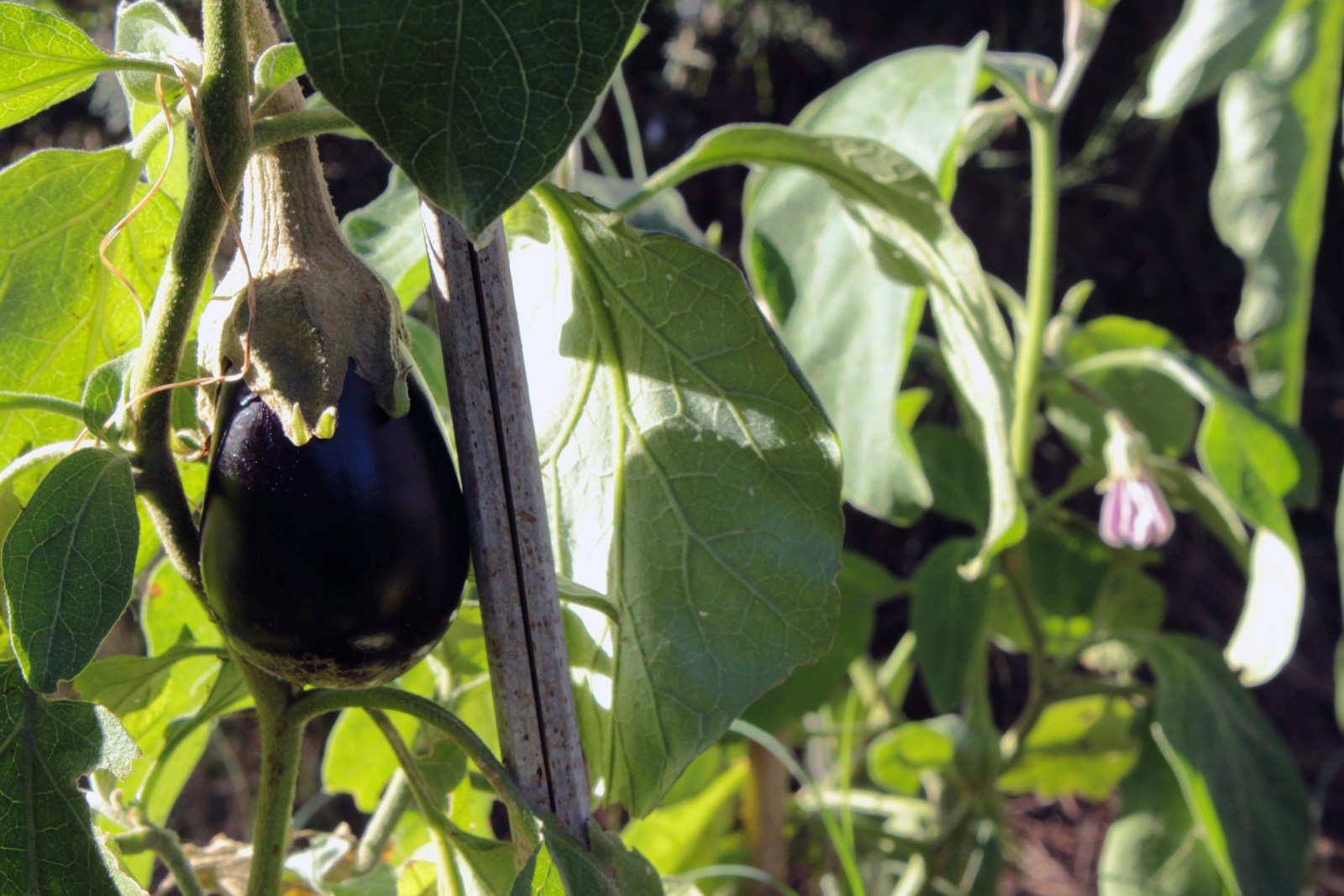 A dark purple eggplant hanging beside a support stake in a garden
