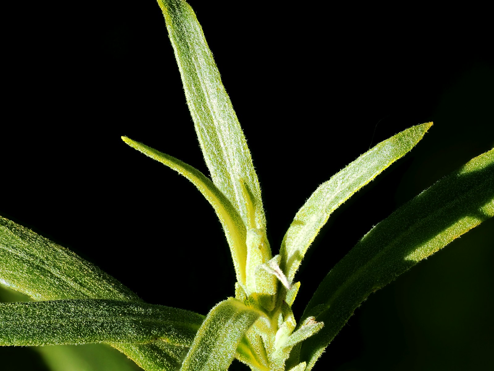 Close-up of slender tarragon leaves at a shoot tip against a dark background