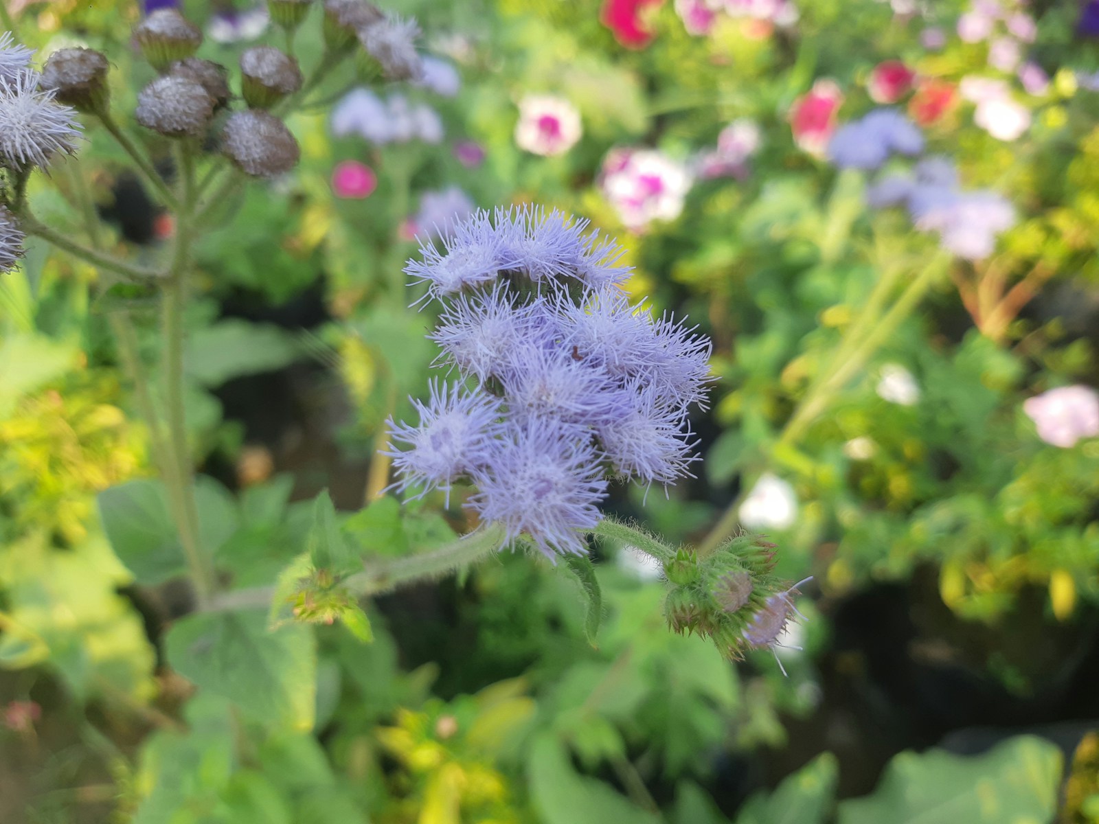 Pale blue ageratum flower beside brown, faded seed heads in a garden bed