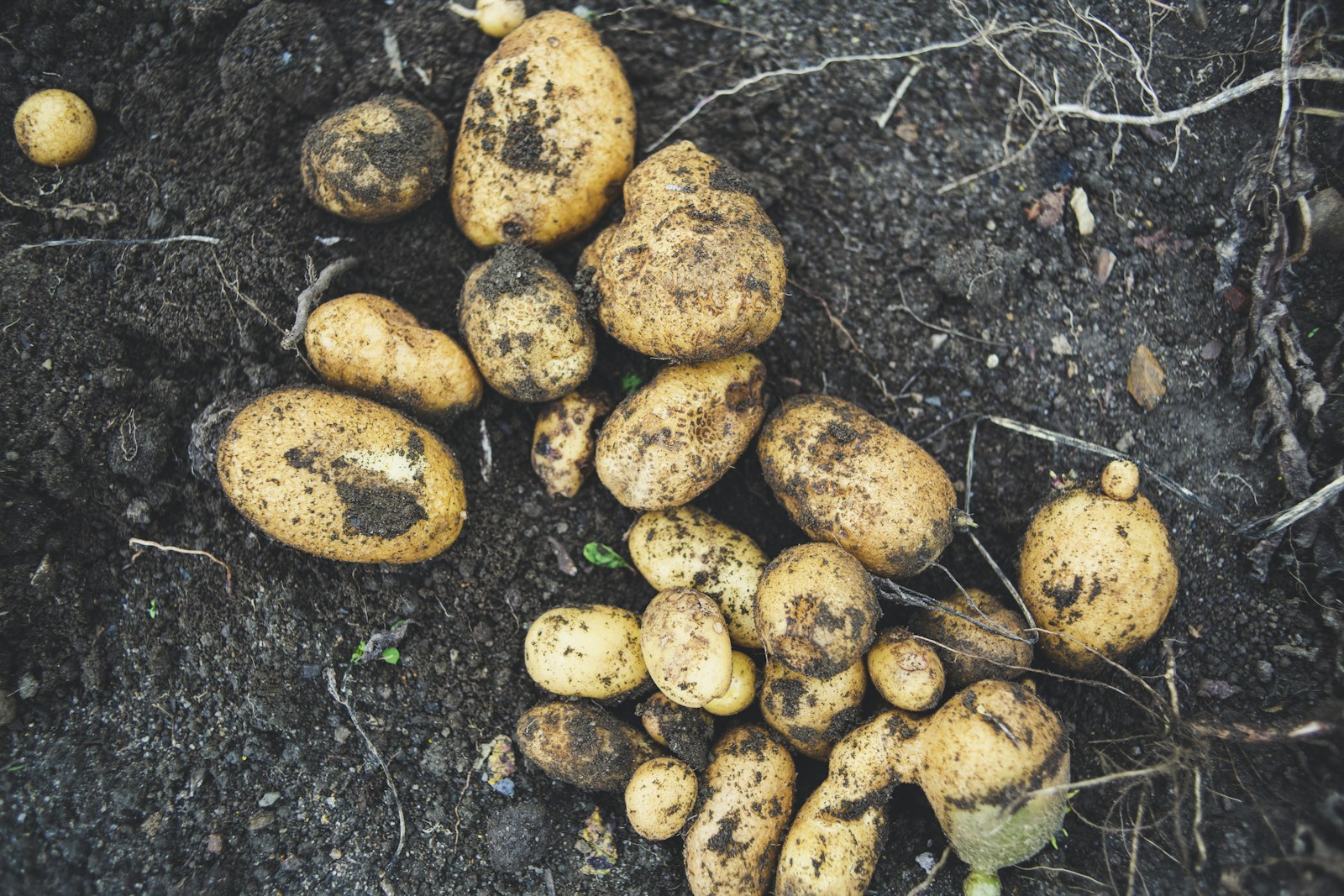 Freshly dug yellow potatoes lying on dark garden soil