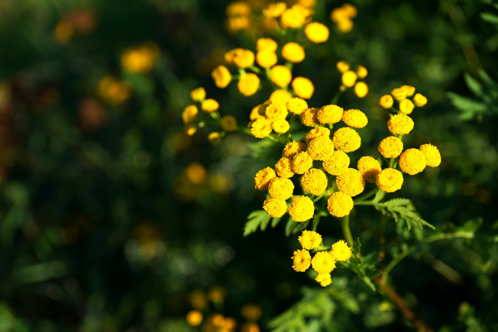 Common tansy in bloom with bright yellow buttons in a sunny border