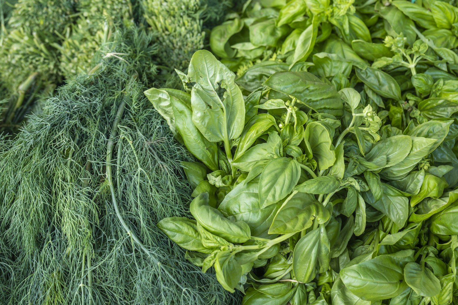 Bunches of fresh dill beside a heap of green basil leaves