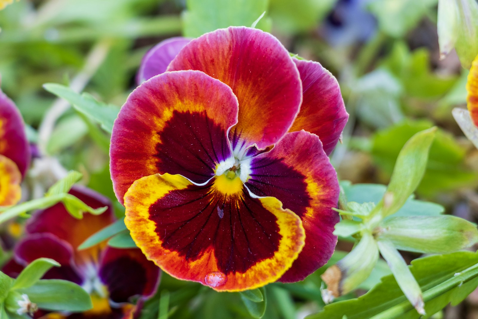 Close-up of a red and orange pansy with a dark maroon blotch