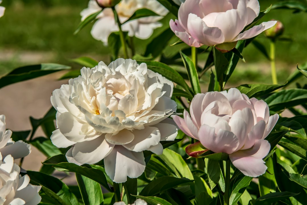 White and pale pink peony bushes in full bloom in a garden bed