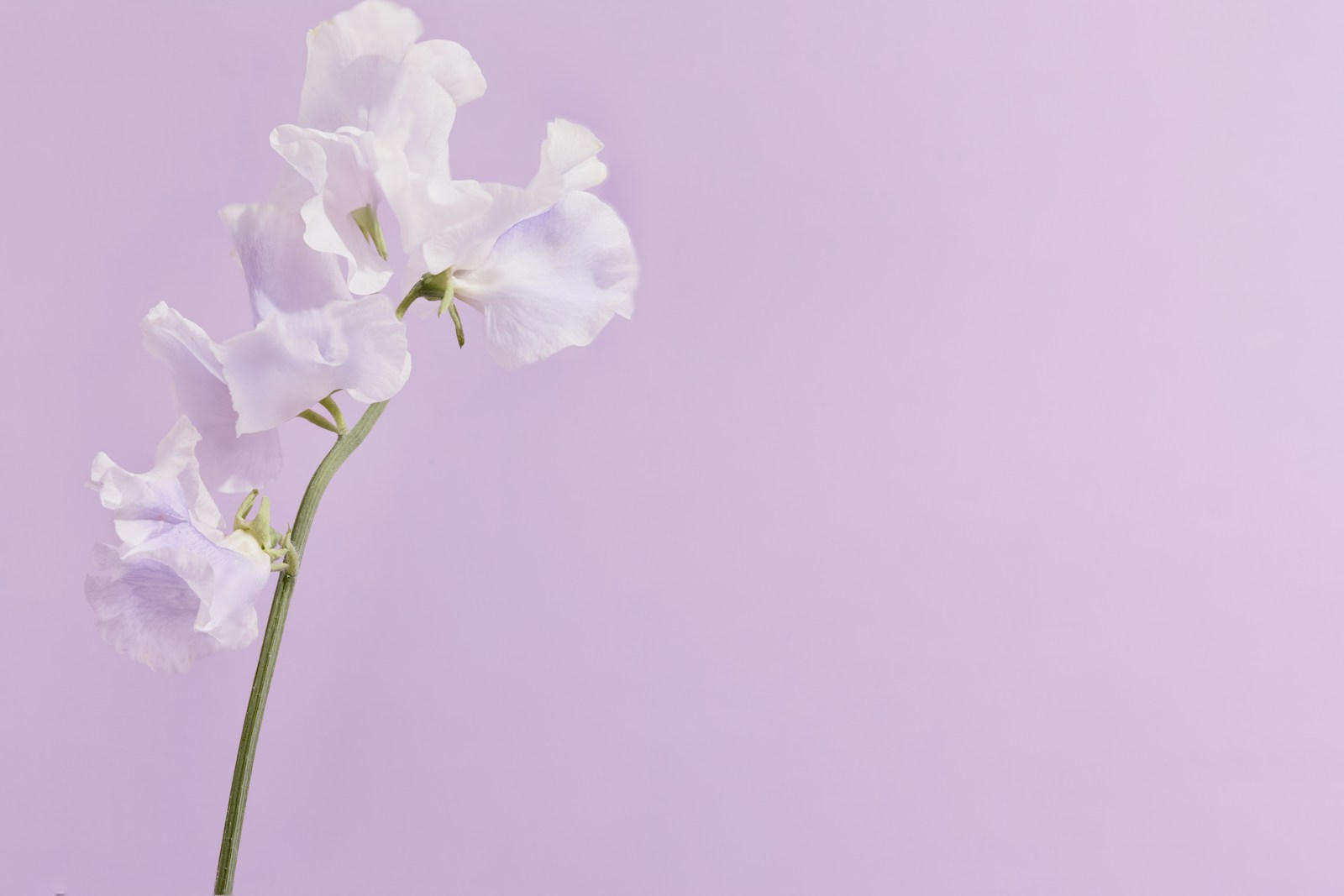 A single stem of ruffled pale lilac sweet pea flowers on a lilac background