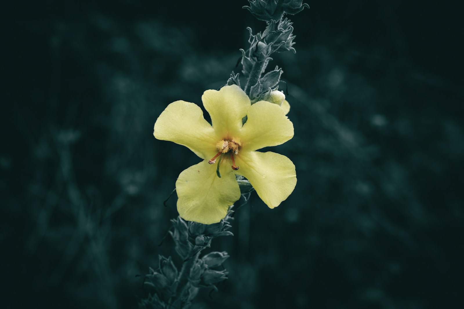 Yellow five-petaled mullein flower with orange stamens on a hairy stem