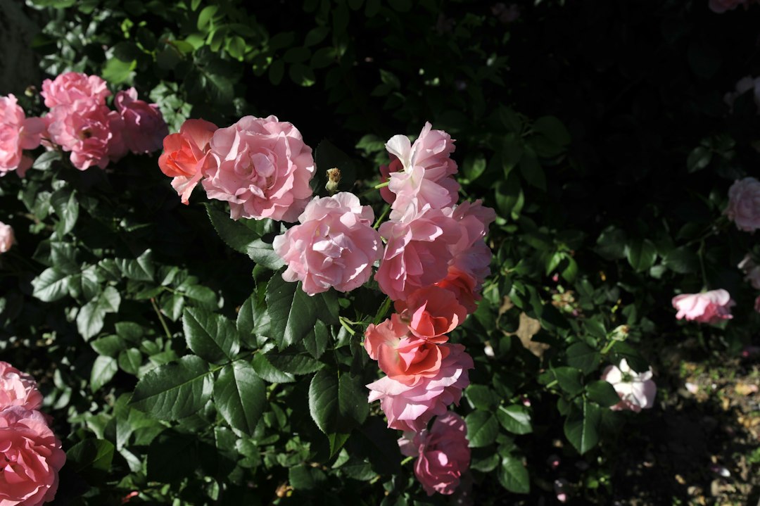 A pink rose bush in sunlight with several open blooms and unopened buds among green leaves