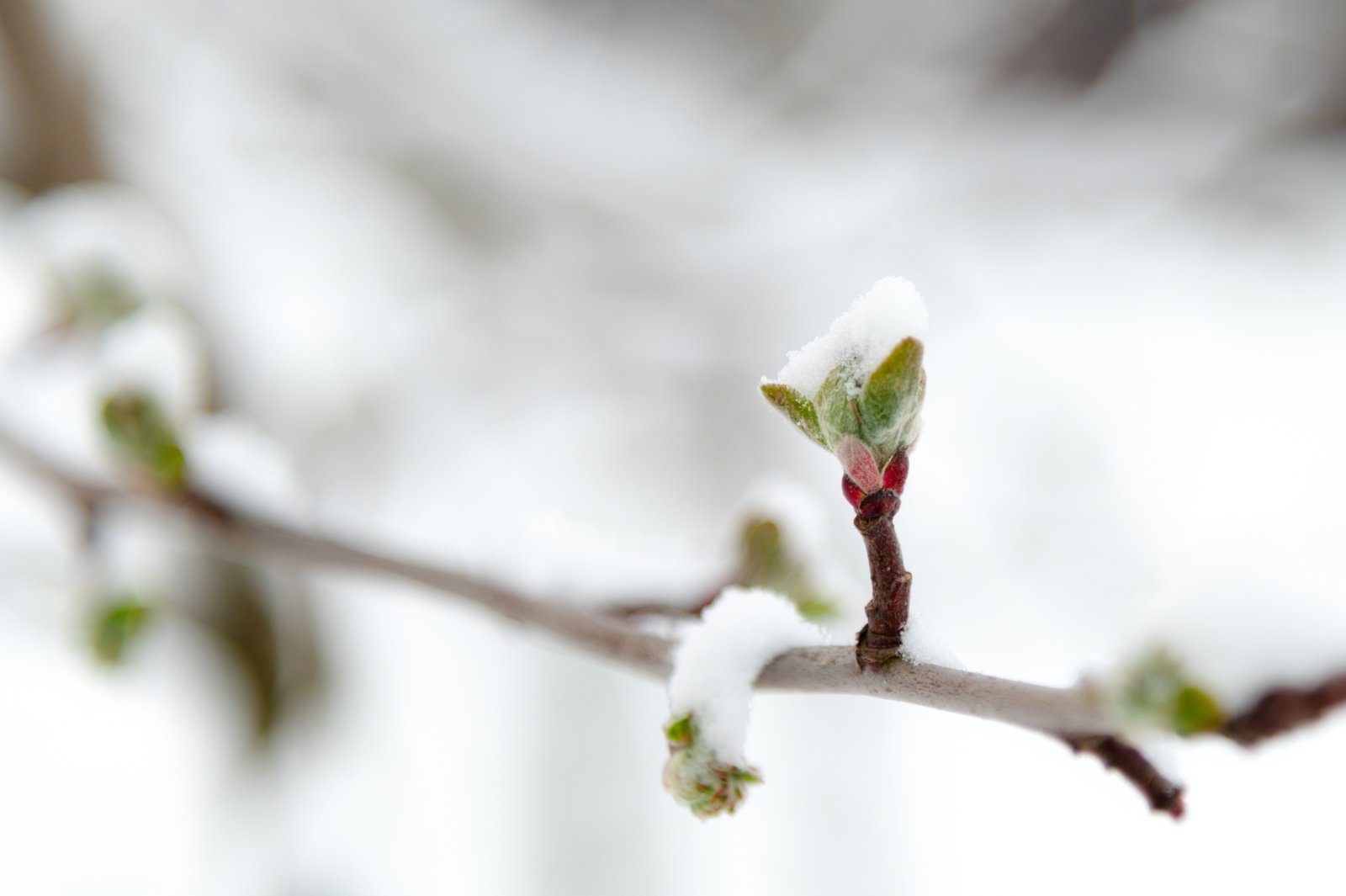 Leaf buds starting to open on a snow-dusted branch in late winter