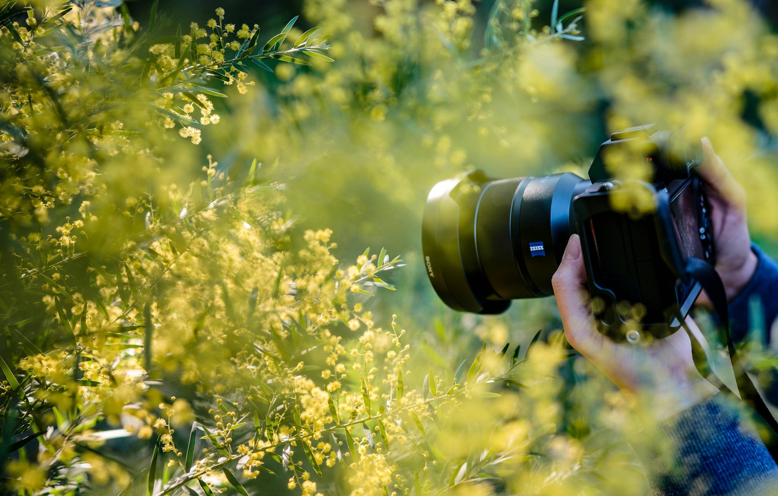 Hands holding a camera to photograph yellow wattle blossom instead of picking it