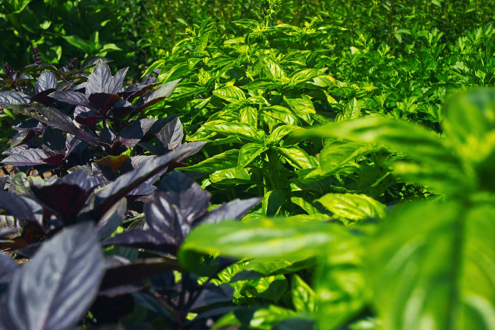 Purple-leaved and green basil plants growing side by side in garden rows