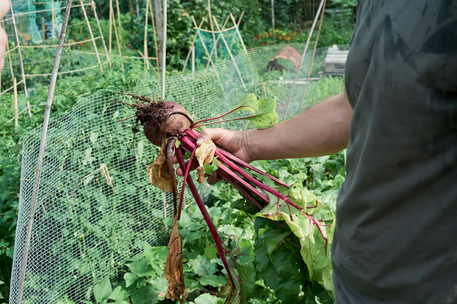 Gardener holding a pulled beet by its red stems beside a vegetable plot