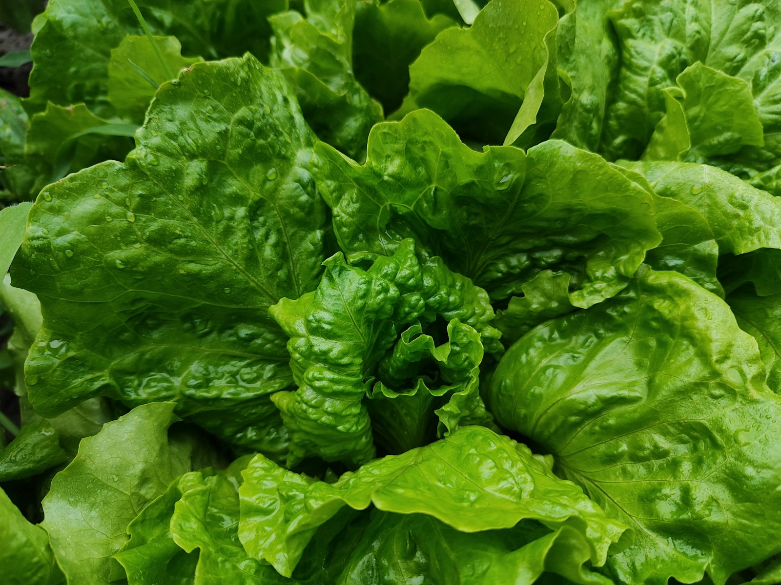 Glossy green lettuce leaves curling around a forming heart in the garden